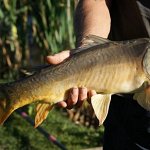 One of the fish caught.